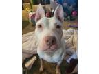 Adopt Kore a White American Staffordshire Terrier / Mixed dog in Speedway