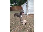 Adopt Ace a Gray/Blue/Silver/Salt & Pepper American Staffordshire Terrier /