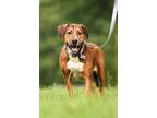 Adopt Frida a Hound (Unknown Type) / Boxer / Mixed dog in Raleigh, NC (39392214)
