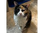 Adopt Josephine a Calico or Dilute Calico Domestic Shorthair cat in Springfield