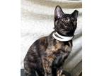 Adopt LITTLE MISS SPARKLES a Gray, Blue or Silver Tabby Domestic Mediumhair /