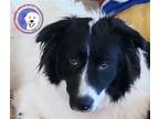Adopt Melody a Great Pyrenees / Mixed dog in Portland, OR (39389222)