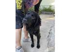 Adopt Wolfie CP a Black Flat-Coated Retriever / Mixed dog in Beverly Hills