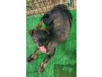 Adopt Vinny a Brindle German Shepherd Dog / Mixed Breed (Medium) / Mixed dog in