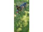 Adopt Harley a Brown/Chocolate Labrador Retriever / Mixed Breed (Large) / Mixed