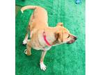 Adopt Brownie a Brown/Chocolate Mixed Breed (Large) / Mixed dog in