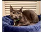Adopt Rocky 2 a Russian Blue cat in Whitestone, NY (39388876)