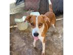 Adopt Maria a Brown/Chocolate - with White Beagle / Mixed Breed (Medium) / Mixed