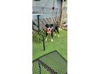Adopt Aliz a Black - with White Mixed Breed (Medium) / Mixed dog in