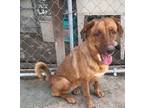 Adopt Felipa a Tan/Yellow/Fawn Labrador Retriever / Mixed Breed (Medium) / Mixed