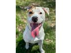 Adopt JACK a White - with Tan, Yellow or Fawn Labrador Retriever / Husky / Mixed