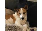 Adopt Mowgli a White - with Tan, Yellow or Fawn Jack Russell Terrier / Blue