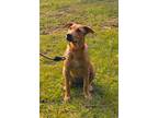 Adopt Jazzy a Red/Golden/Orange/Chestnut Labrador Retriever / Weimaraner / Mixed