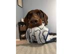 Adopt Atilla (Located in VANCOUVER, BC) a Red/Golden/Orange/Chestnut Doberman