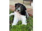 Adopt Almond Roca - Nutella Pup a White - with Black Terrier (Unknown Type