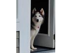 Adopt Shady a Black - with White Alaskan Malamute / Mixed dog in Barrington