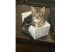 Adopt Rhett a Gray, Blue or Silver Tabby Domestic Shorthair (short coat) cat in