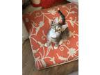 Adopt Scarlett a Gray, Blue or Silver Tabby Domestic Shorthair (short coat) cat