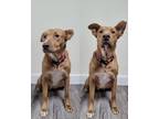 Adopt Lady a Red/Golden/Orange/Chestnut - with White Mutt / Mixed dog in San