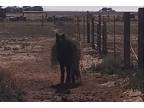 Adopt Samir a Black Pony - Other horse in Anton, TX (39375767)
