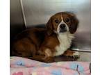 Adopt Jalapeno a Red/Golden/Orange/Chestnut - with White Pekingese / Spaniel