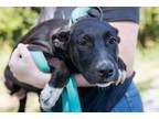Adopt Bella a Black - with White Terrier (Unknown Type, Medium) / Mixed dog in