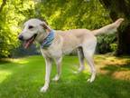 Adopt Leo a White Labrador Retriever dog in Langley, BC (39372463)