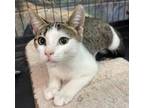 Adopt Cassini a Brown Tabby Domestic Shorthair / Mixed Breed (Medium) / Mixed