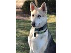 Adopt Morty a Black Alaskan Klee Kai / Shepherd (Unknown Type) / Mixed (short