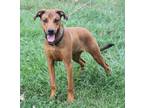 Adopt Snoopy (Neutered) a Tan/Yellow/Fawn - with Black Doberman Pinscher /