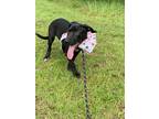 Adopt Tippy a Black - with White Labrador Retriever / Hound (Unknown Type) /
