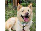 Adopt Thori a White - with Red, Golden, Orange or Chestnut Jindo / Spitz