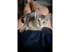 Adopt Cody a Brown Tabby Domestic Shorthair (short coat) cat in Yuba City