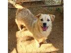 Adopt Jenny aka Mamacita a Australian Terrier / Cairn Terrier dog in San