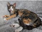 Adopt Barbie a Calico or Dilute Calico Domestic Shorthair (short coat) cat in