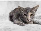 Adopt Stacie a Calico or Dilute Calico Domestic Shorthair (short coat) cat in