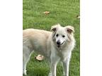 Adopt Cooper (419) a White Border Collie / Mixed Breed (Medium) / Mixed (short