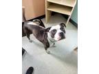 Adopt Weezy a Black American Pit Bull Terrier / Mixed Breed (Medium) / Mixed