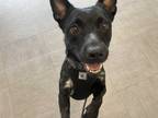 Adopt Diamond a Black - with White American Staffordshire Terrier / Terrier