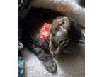 Adopt Gwen a Brown Tabby Domestic Shorthair (short coat) cat in Asheville