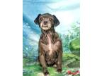 Adopt Millie a Black - with Gray or Silver Terrier (Unknown Type