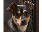 Adopt Gigi M a Black - with Tan, Yellow or Fawn Miniature Pinscher / Terrier