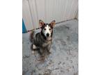 Adopt Rain a Black Alaskan Klee Kai / Mixed Breed (Medium) / Mixed (short coat)