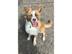 Adopt Phoebe a Tan/Yellow/Fawn - with White Husky / Retriever (Unknown Type) /