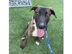 Adopt Dutch a Brindle - with White Dutch Shepherd / Shepherd (Unknown Type) /