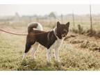 Adopt Trinity a Black - with White Akita / Mixed dog in Klondike, TX (39343462)
