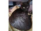 Adopt Raven, Sly, & Sage a Black (Mostly) American Shorthair (short coat) cat in