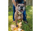 Adopt Malik a Brindle - with White Mixed Breed (Medium) / American Pit Bull