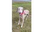 Adopt Luna a White Doberman Pinscher / Mixed dog in Louisville, KY (39340799)