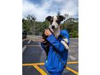Adopt Odessa a Black - with White Labrador Retriever / Terrier (Unknown Type